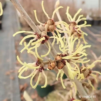 HAMAMELIS intermedia Primavera