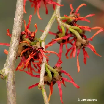 HAMAMELIS intermedia Ruby glow