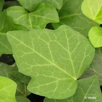 HEDERA algerian Bellecour®