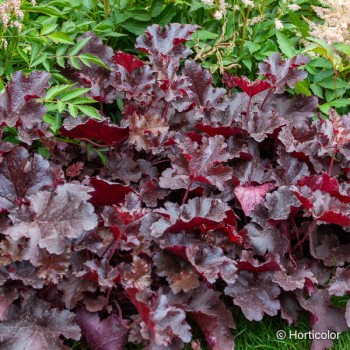 HEUCHERA Black beauty