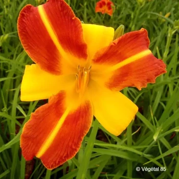 HEMEROCALLIS Burning daylight