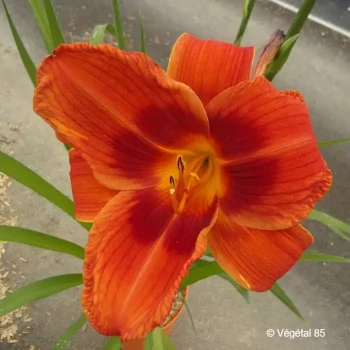 HEMEROCALLIS Crimson pirate