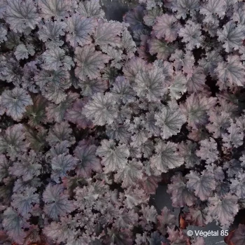 HEUCHERA Frosted violet