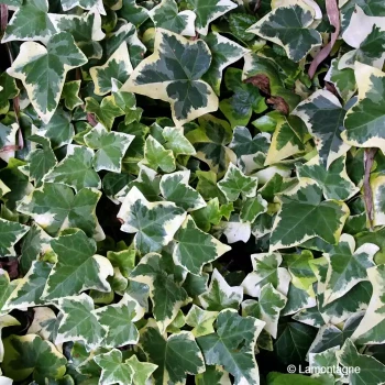 HEDERA helix Elegantissima