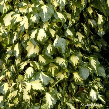HEDERA helix Goldheart