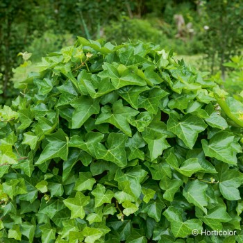 HEDERA helix Hibernica