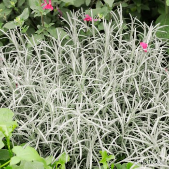 HELICHRYSUM italicum Serotinum