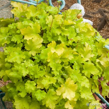 HEUCHERA Lime marmelade