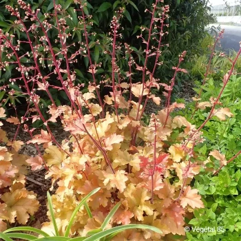 HEUCHERA Marmelade