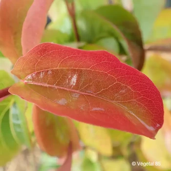 HEPTACODIUM miconioides Tianshan