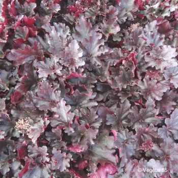 HEUCHERA Obsidian