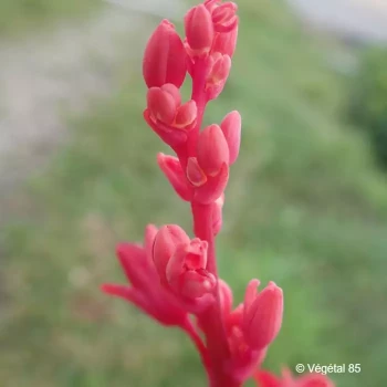 HESPERALOE parvifolia Rose des sables