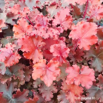 HEUCHERA Peach