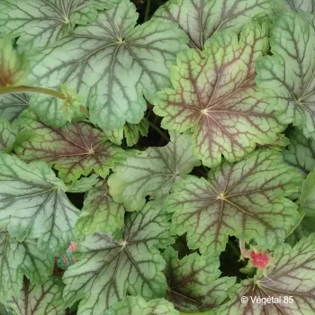 HEUCHERA Peppermint spice