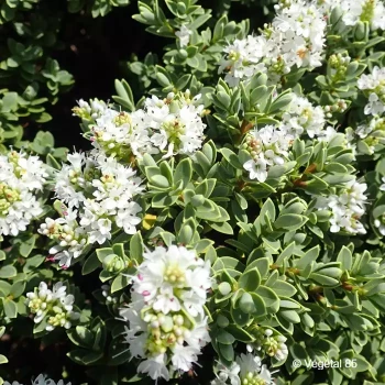 HEBE pinguifolia Sutherlandii