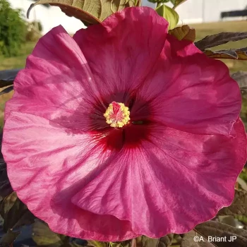 HIBISCUS moscheutos Berry awesome