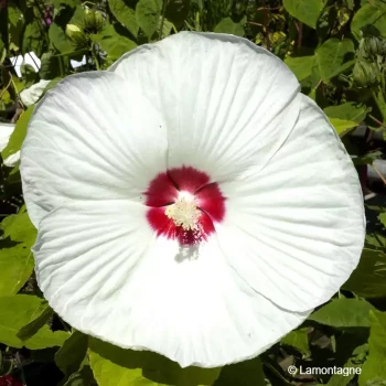 HIBISCUS moscheutos Blanc à coeur rouge