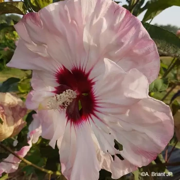 HIBISCUS moscheutos Cherry cheesecake