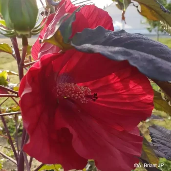 HIBISCUS moscheutos Midnight marvel