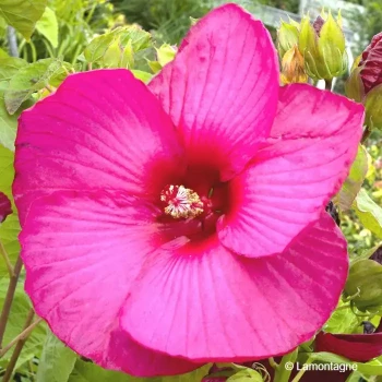 HIBISCUS moscheutos Planet griotte