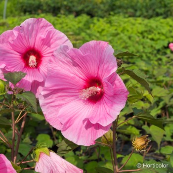 HIBISCUS moscheutos Rose