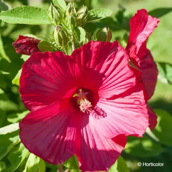 HIBISCUS moscheutos Rouge