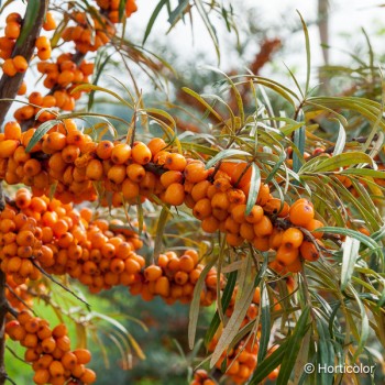 HIPPOPHAE rhamnoides