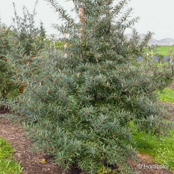 HIPPOPHAE rhamnoides Pollmix (male)