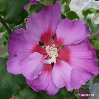 HIBISCUS x Rose moon