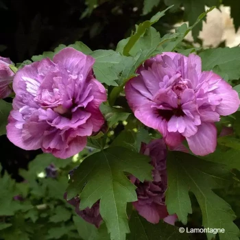 HIBISCUS syriacus Duc de brabant