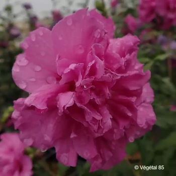 HIBISCUS syriacus French cabaret purple