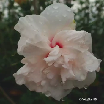 HIBISCUS syriacus French cabaret pastel