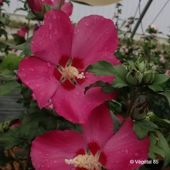 HIBISCUS syriacus Hamabo