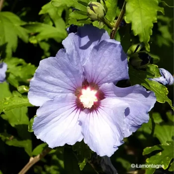 HIBISCUS syriacus Marina
