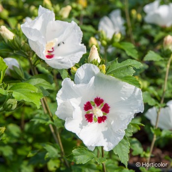 HIBISCUS syriacus Red heart