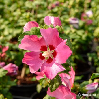 HIBISCUS syriacus Woodbridge