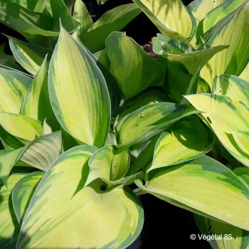 HOSTA June