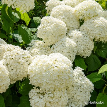 HYDRANGEA arborescens Annabelle