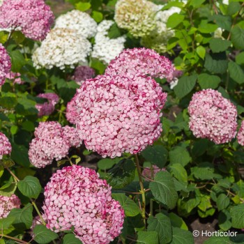HYDRANGEA arborescens Pink annabelle