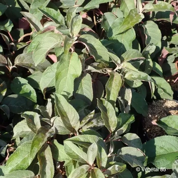 HYDRANGEA aspera Hot chocolate