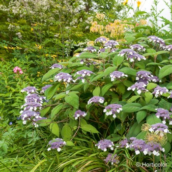 HYDRANGEA aspera Sargentiana