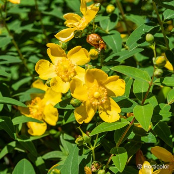 HYPERICUM Hidcote