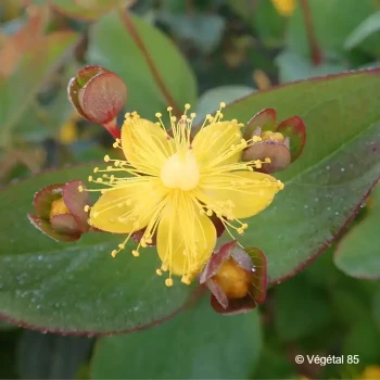 HYPERICUM inodorum Magical flame