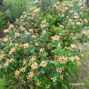 HYPERICUM inodorum Magical sunshine