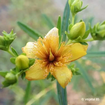 HYPERICUM kalmianum Gemo