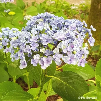 HYDRANGEA macrophylla Ayesha