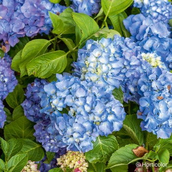 HYDRANGEA macrophylla Blaumeise