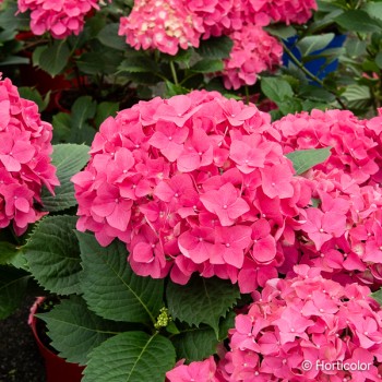 HYDRANGEA macrophylla Leuchtfeuer