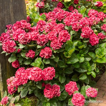 HYDRANGEA macrophylla Merveille sanguine