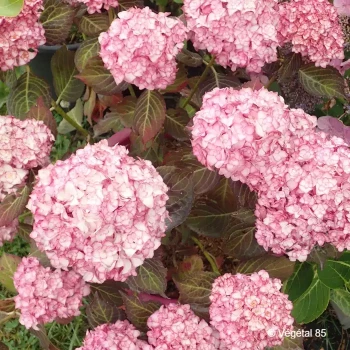 HYDRANGEA macrophylla Miss saori